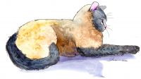 200-278 Siamese Cat
